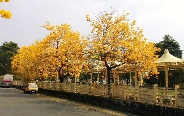 黄花风铃木 黄花风铃木批发 黄花风铃木供应商