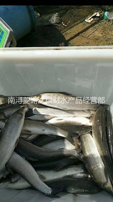 【钓鱼场】银鳕鱼（大鳞鲃银鳕鱼） 长三角地区价格优惠 欢迎选购