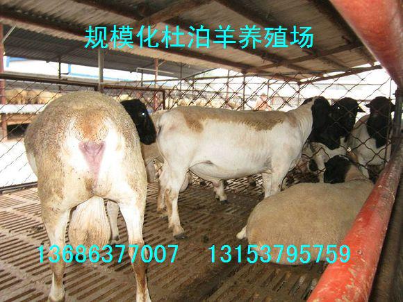 供应纯种多胎小尾寒羊品种养殖场小尾寒羊基础母羊价格