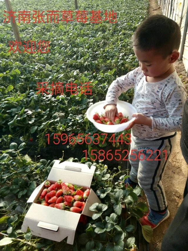 济南市济南草莓采摘厂家济南草莓采摘