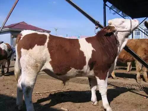 山西忻州肉牛养殖场肉牛图片肉牛批发价格西门塔尔牛图片