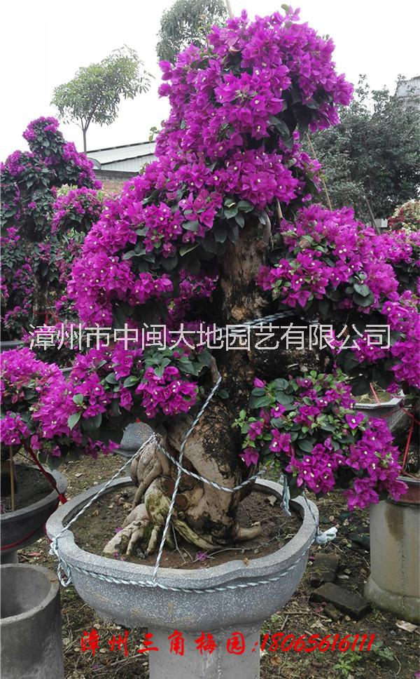自然型紫色花三角梅盆景  三角梅价格 现货供应三角梅