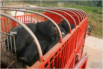 四川农家天然特产商品猪黑猪活体大量供应黑猪土猪商品猪图片