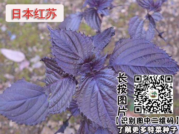 供应紫苏菜种子 紫苏种子 日本红苏 绿叶苏 特菜种子
