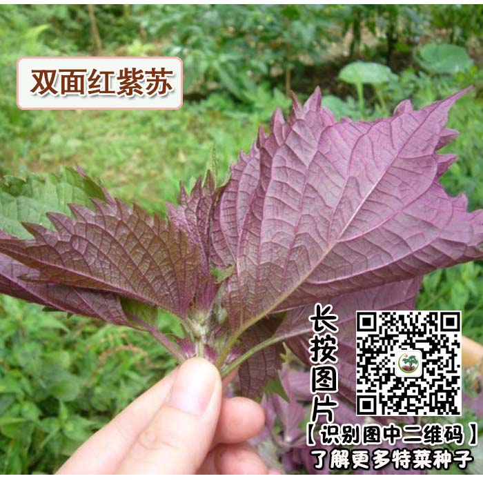 供应紫苏菜种子 紫苏种子 日本红苏 绿叶苏 特菜种子