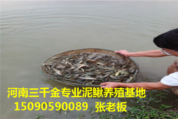 河南开封泥鳅养殖送货上门哪里出售泥鳅泥鳅苗多少钱一斤