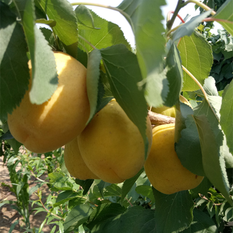 杏树优质杏树苗批发基地嫁接杏树苗哪里卖的便宜多少钱一棵图片