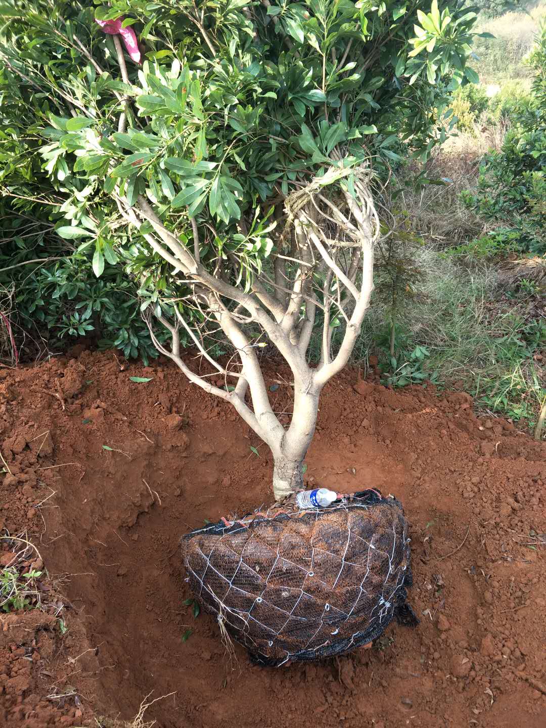 江西杨梅树杨梅树 江西杨梅树 九江杨梅树基地 江西杨梅树移栽 西杨梅树供应商