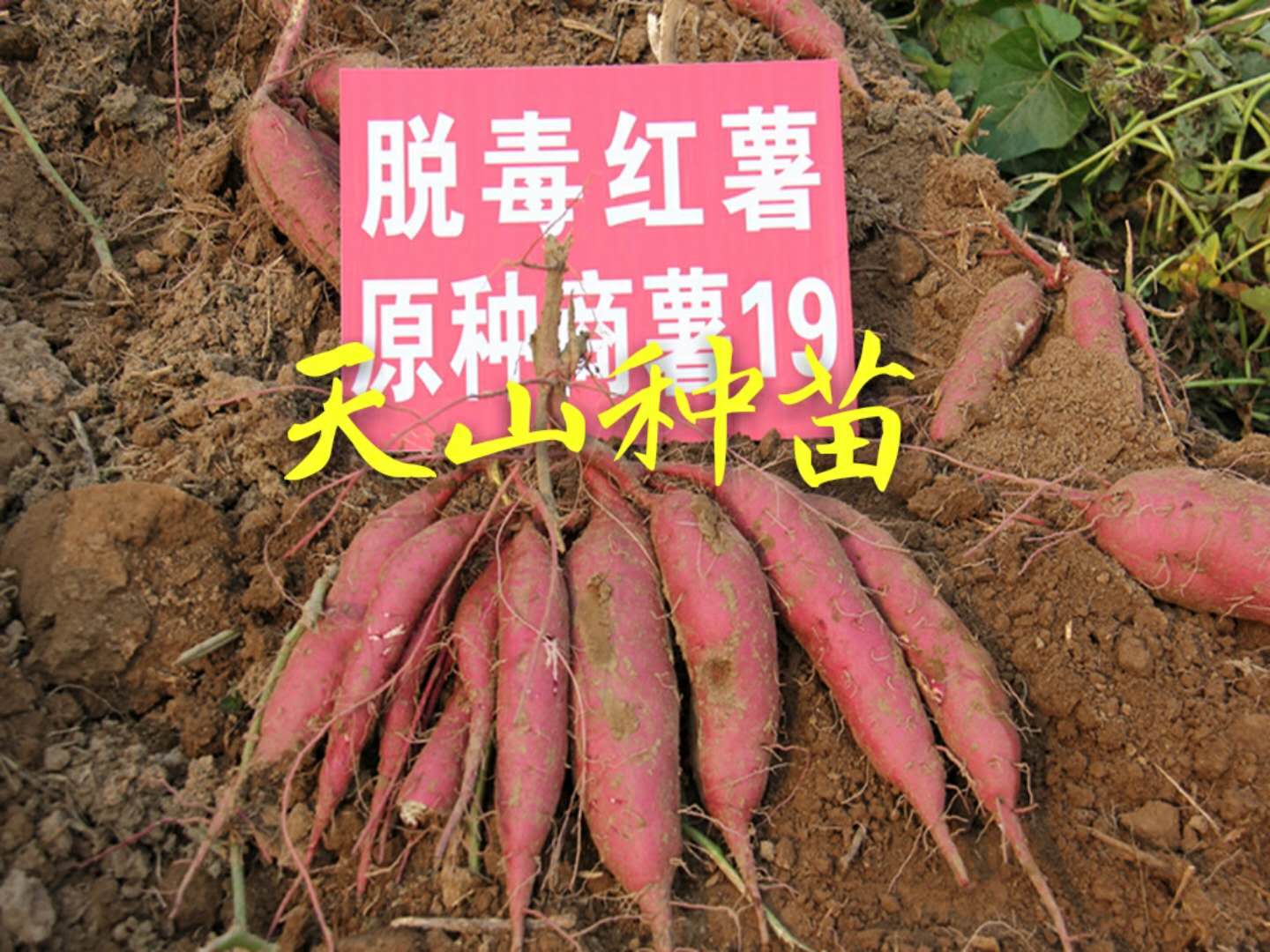 天山种苗红薯苗紫薯苗