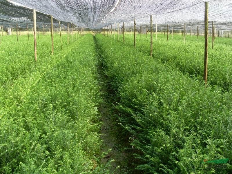 福建红豆杉苗供应、红豆杉苗批发价格、红豆杉苗养殖基地