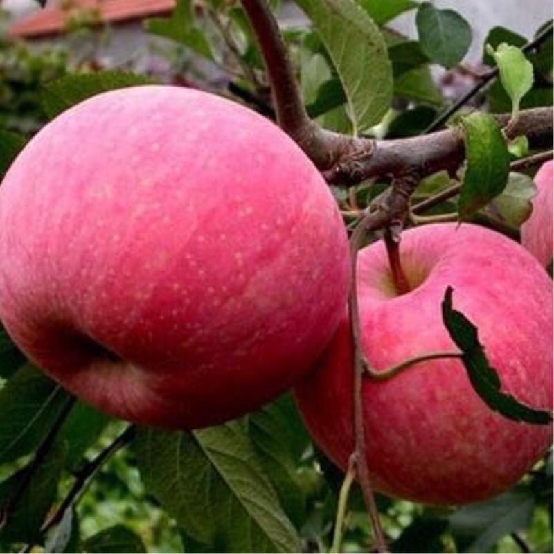 矮化苹果苗烟富6号 富士苹果苗价格 苹果苗新品种蜜脆苹果苗