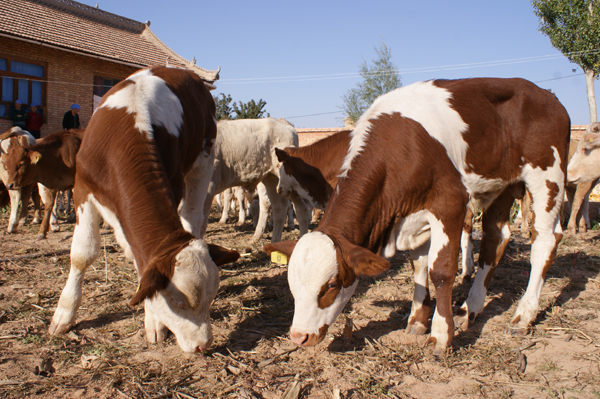 山西肉牛西门塔尔牛 西门塔尔牛养殖技术 西门塔尔牛市场价格 西门塔尔牛生长周期 西门塔尔牛图片