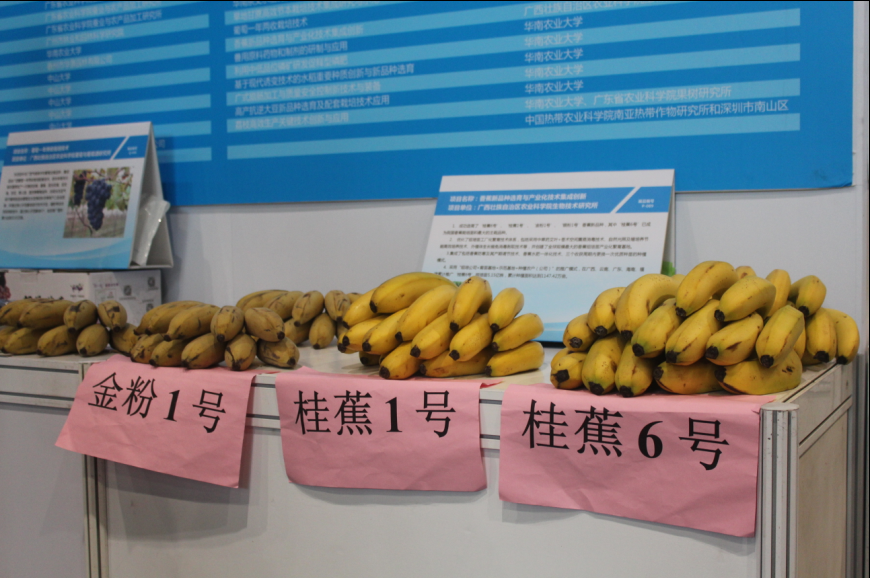 优质桂蕉六号供应商 供应优质香蕉苗 供应香蕉苗电话 供应香蕉优质种苗