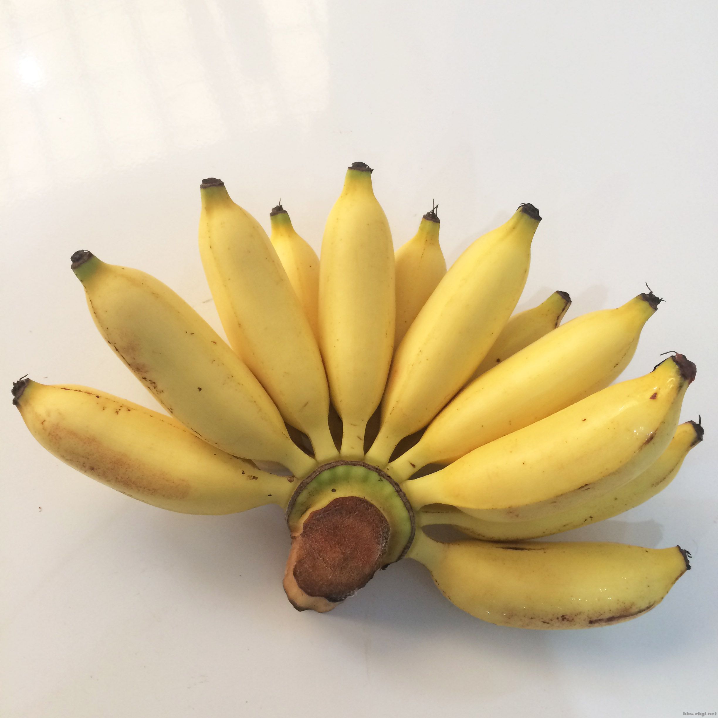 供应香蕉苗电话 供应优质香蕉苗 供应香蕉优质种苗 优质皇帝蕉供应