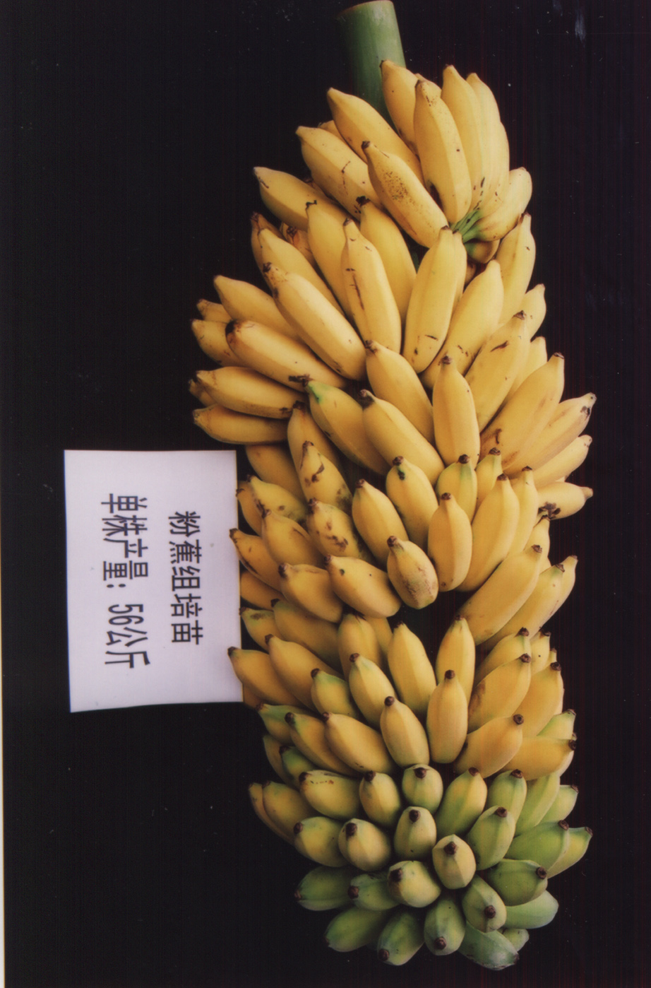 供应香蕉苗电话 供应优质香蕉苗 供应香蕉优质种苗 优质苹果粉供应