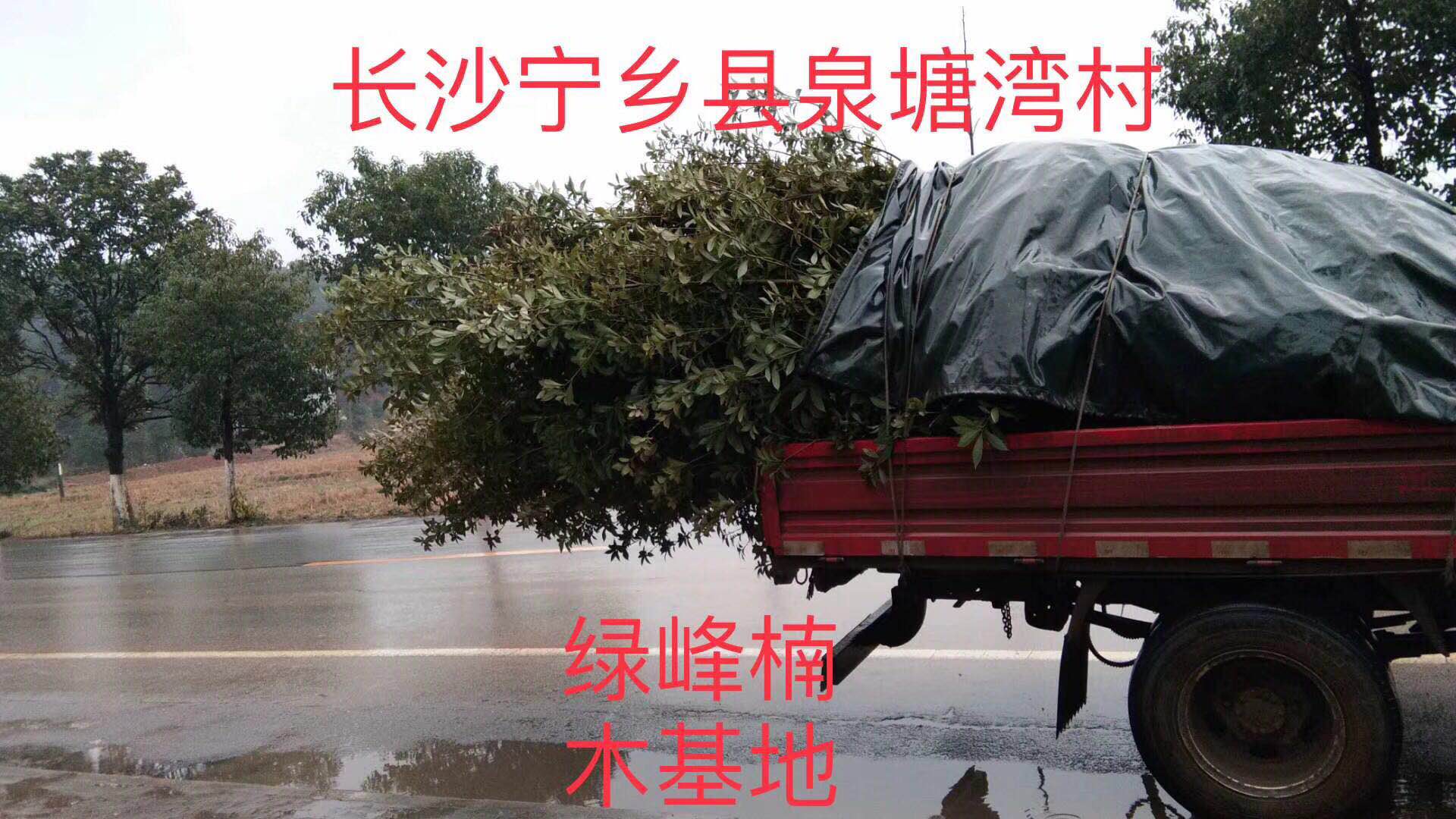 宁乡县绿峰楠木种植有限公司