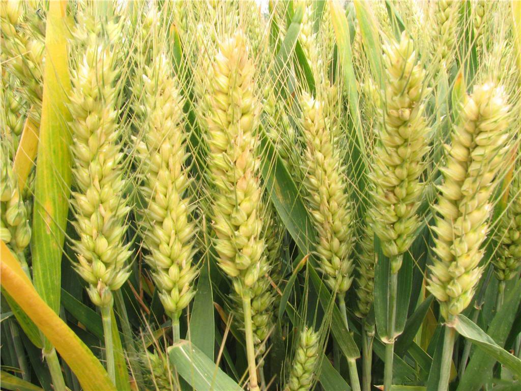 小麦水解蛋白西安新维禾工厂价现货