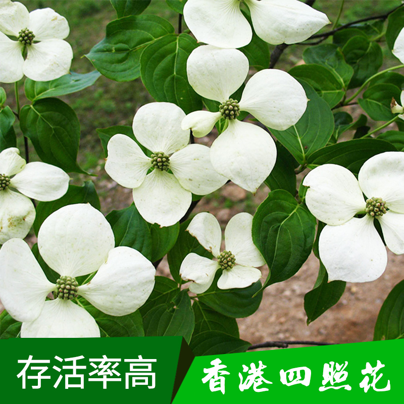 香港四照花树苗 山荔枝/石枣/羊梅/凋零树树苗 四照花苗木批发图片