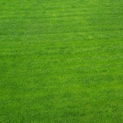 惠州绿化草坪  绿化草坪 绿化草坪价格 绿化草坪供应商