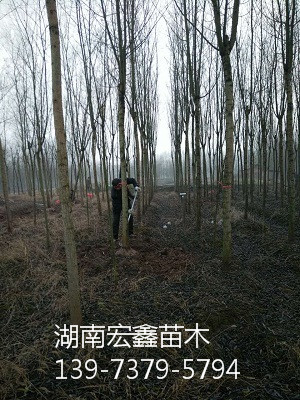 柳树批发价格 柳树 湖南柳树批发 柳树苗大量出售