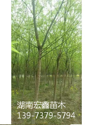 柳树批发价格 柳树 湖南柳树批发 柳树苗大量出售