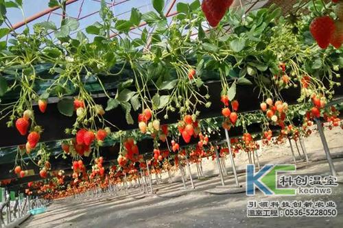 建设温室大棚种植草莓经济效益高