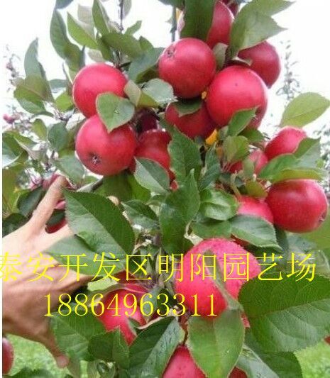 苹果苗 苹果树 柿子树 核桃树 柱状苹果苗烟富3烟富6红富士苹果苗基地批发