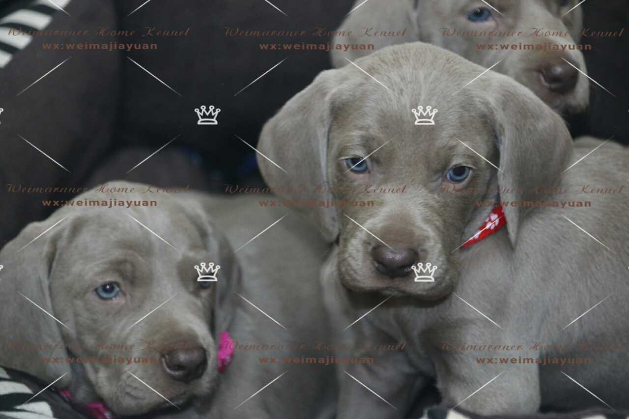 出售 德国威玛猎犬 魏玛犬 纯种威玛犬 魏玛家园犬舍支持全国发狗
