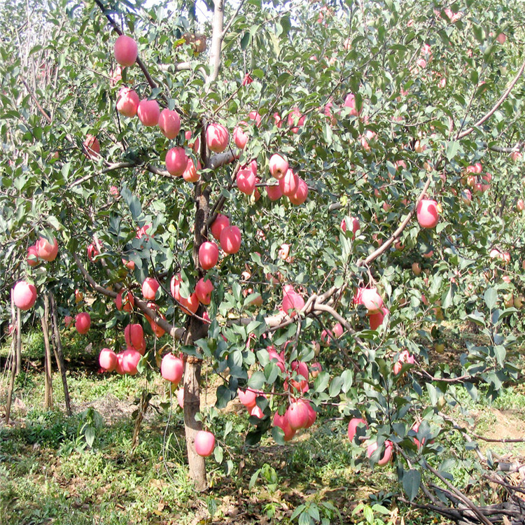 苹果苗 柱状苹果苗红富士苹果 红肉苹果苗批发苹果苗 草莓苗果树苗