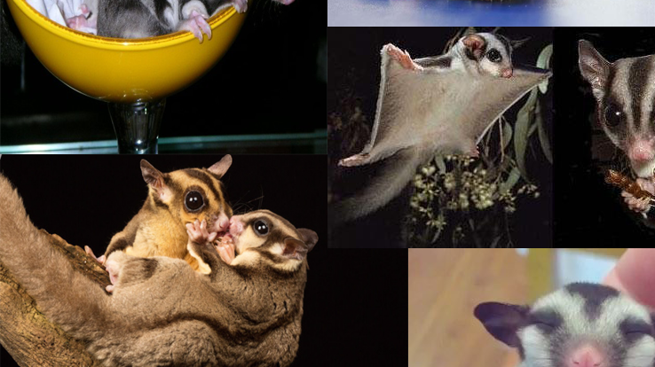 活体宠物蜜袋鼠澳洲 宠物活体蜜袋鼯活体宠物（母）