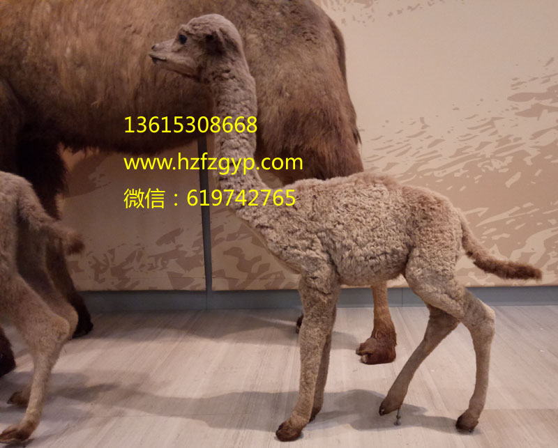 菏泽市山东骆驼毛绒厂家