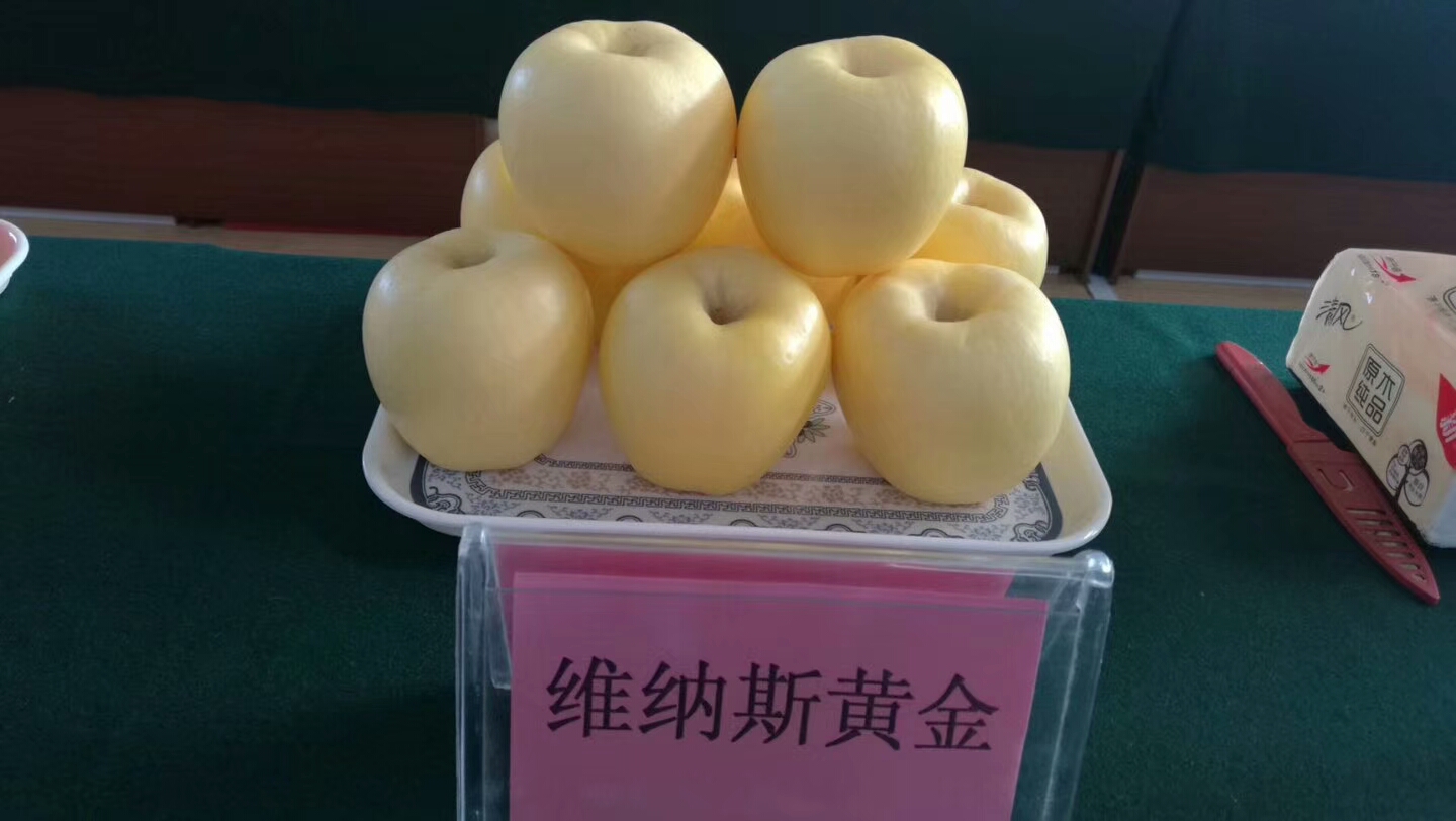 矮化维纳斯黄金苹果苗 m29苹果苗