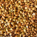 大量求购优质玉米小麦大豆高粱麸皮次粉等饲料原料 玉米，荞麦 求购玉米，荞麦