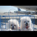杭州航空运 萧山机场航空货运公司 萧山机场航空货运部 萧山机场航空部图片