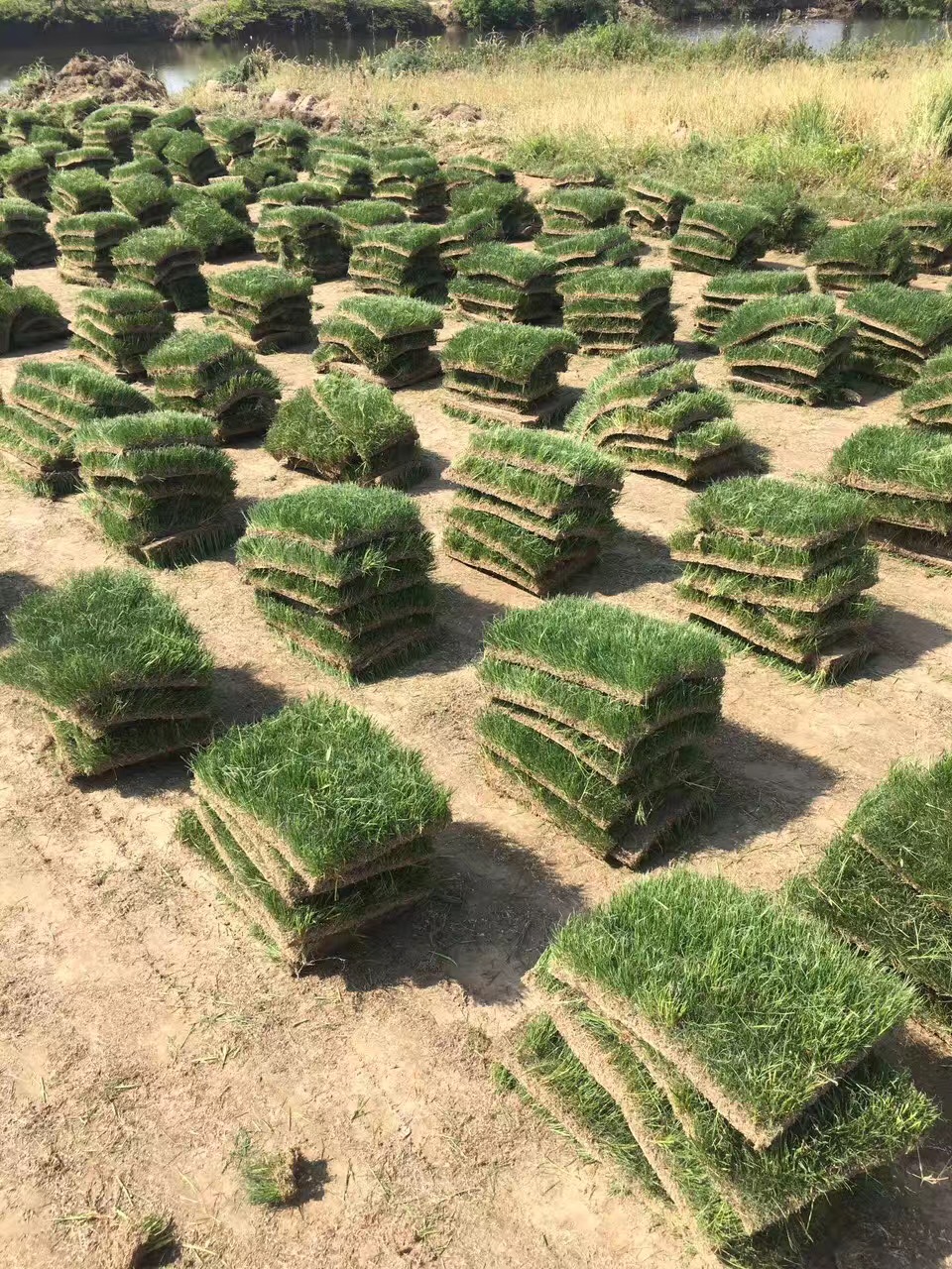 草坪种植基地|中华结缕草基地|草坪种植技术