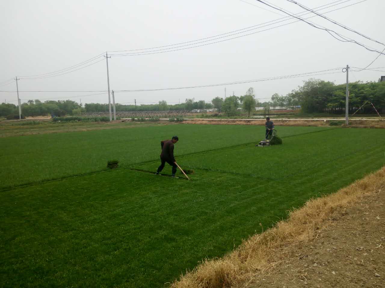 草坪种植技术草坪种植基地|中华结缕草基地|草坪种植技术