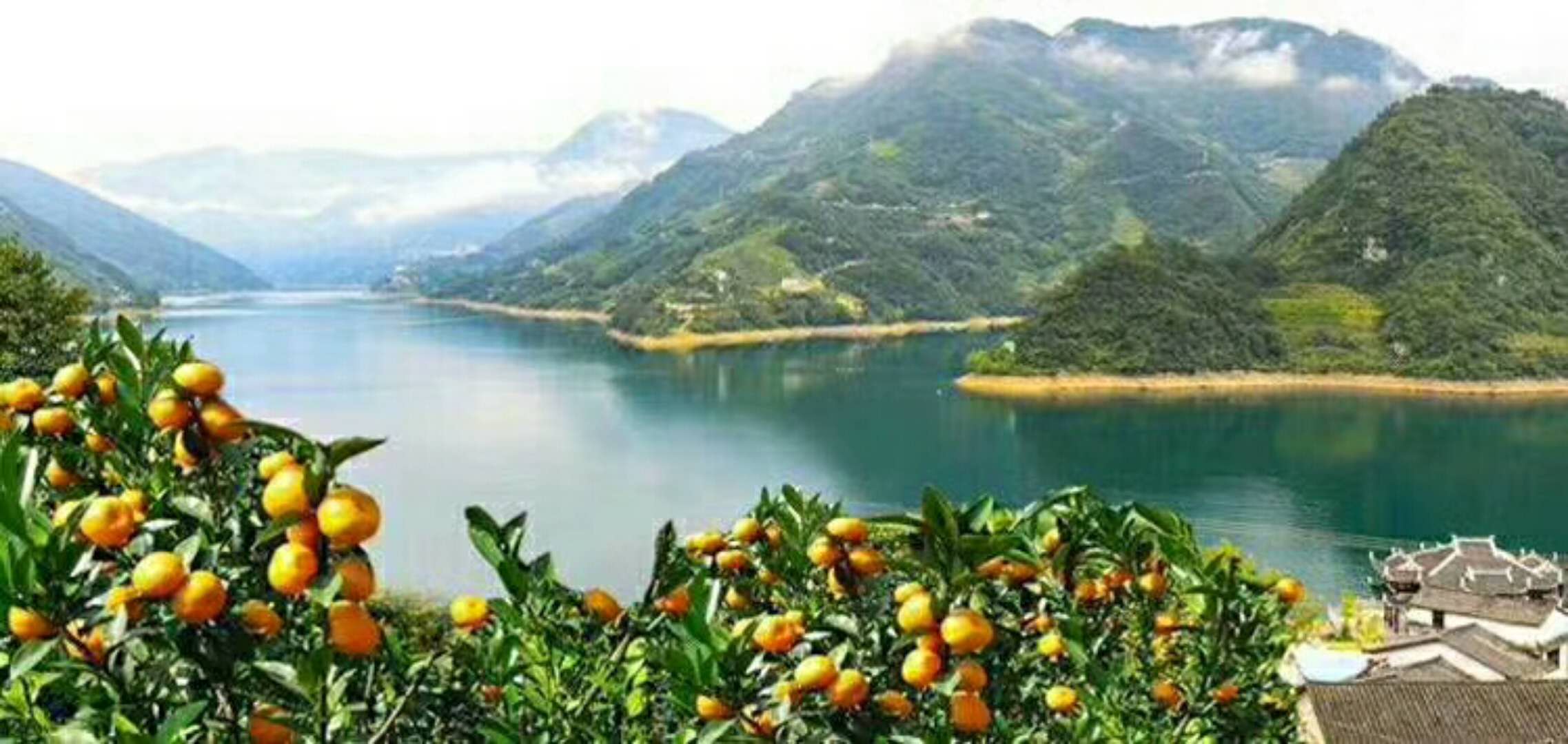 郴州市橙子的功效与作用厂家东江湖橙子的功效与作用 吃橙子时间