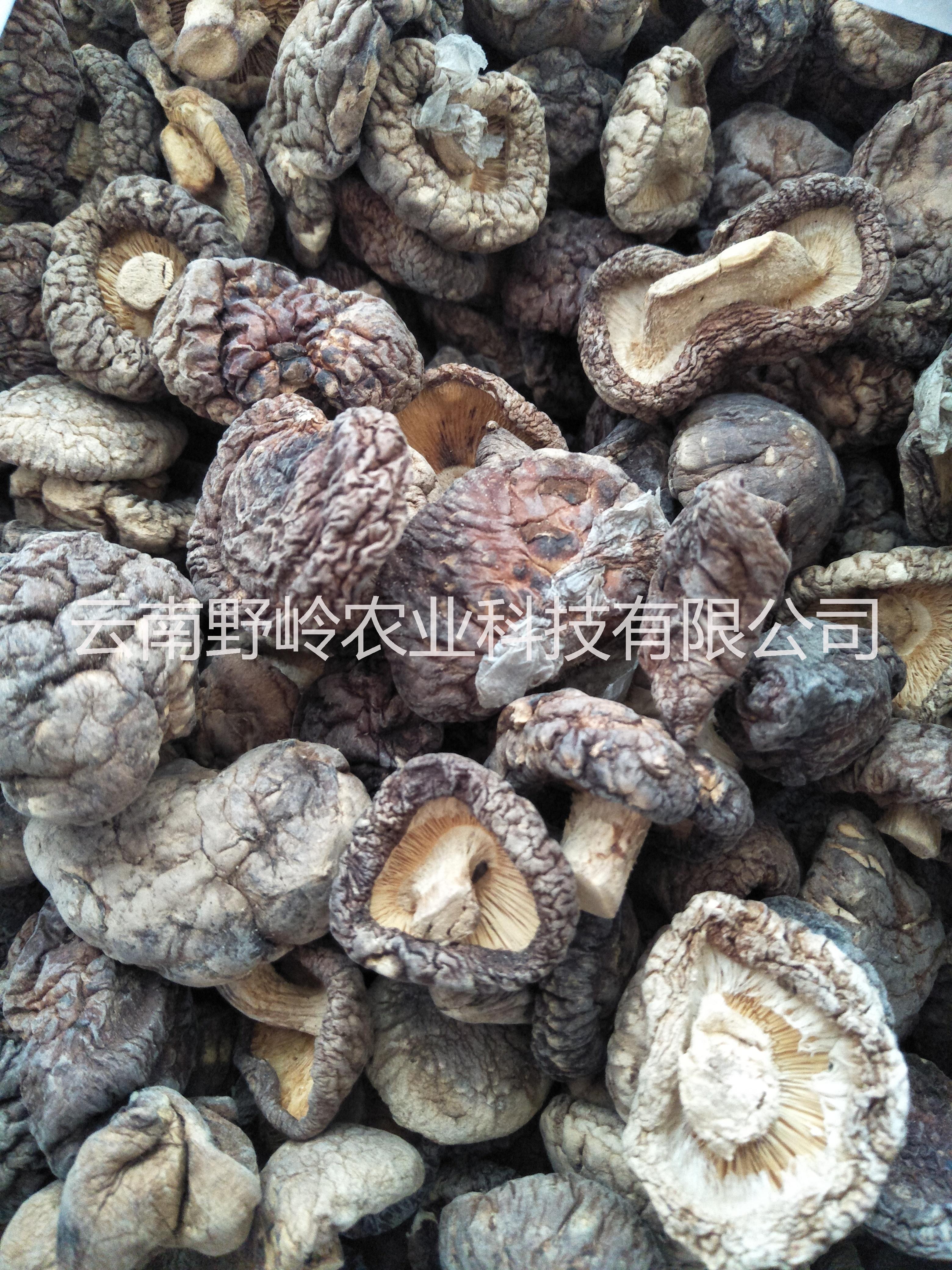 云南野生香菇与人工种植香菇