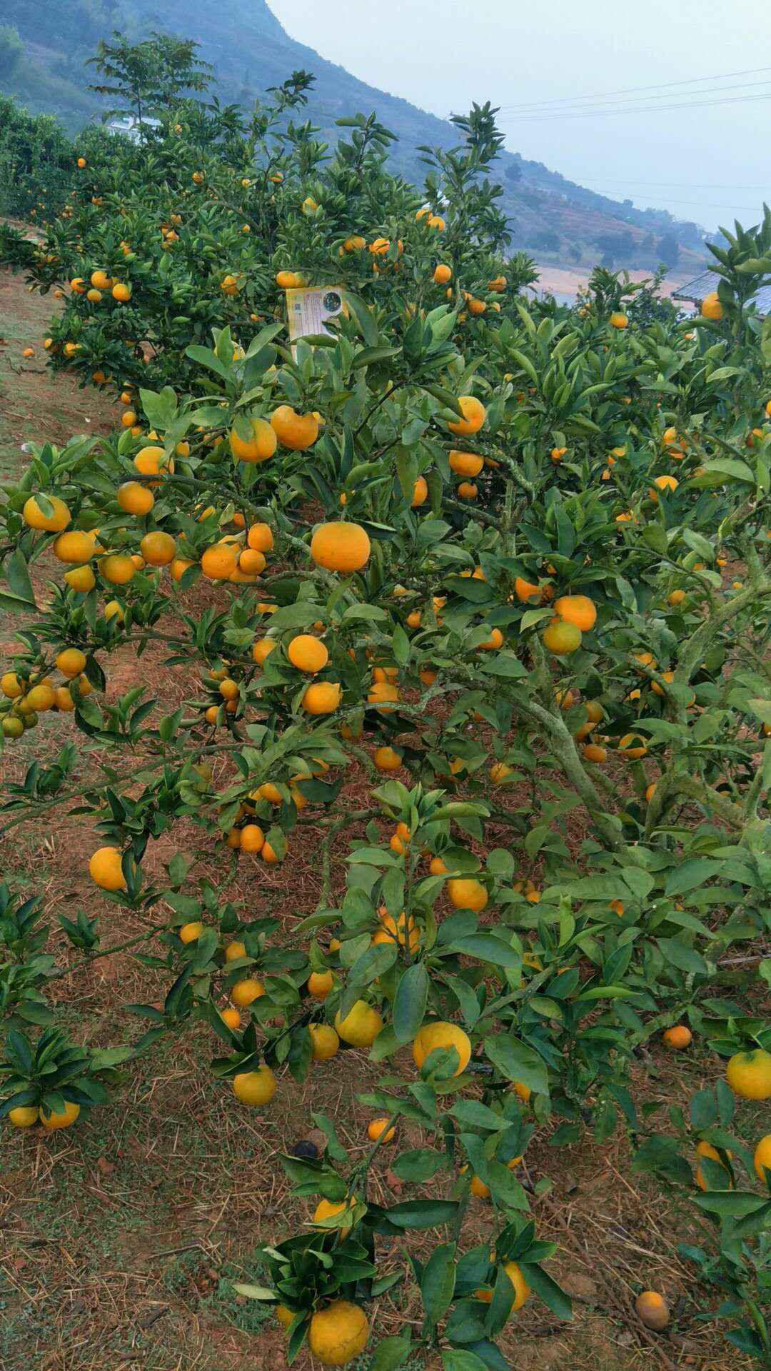 东江湖橙子的功效与作用 吃橙子时间