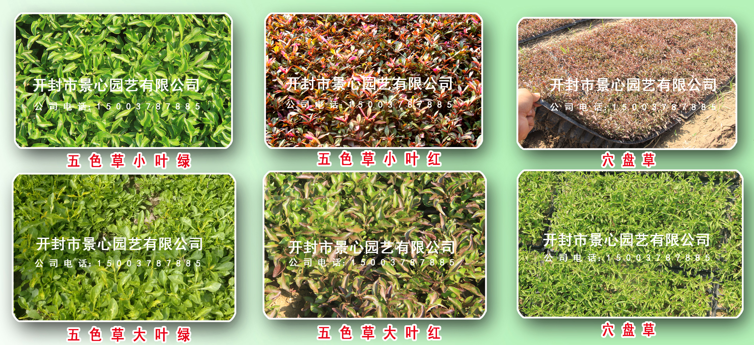 立体花坛设计制作 五色草造型 植物绿雕 五色草种植基地 批发优惠