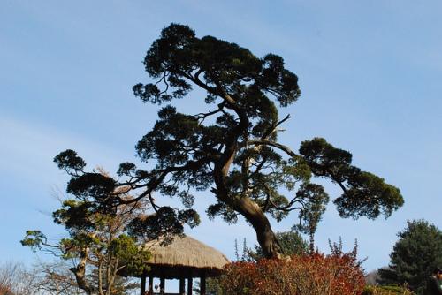 供应绿化景观乔木罗汉松供应绿化景观乔木罗汉松 景观乔木罗汉松报价 景观乔木罗汉松供应商 景观乔木罗汉松批发