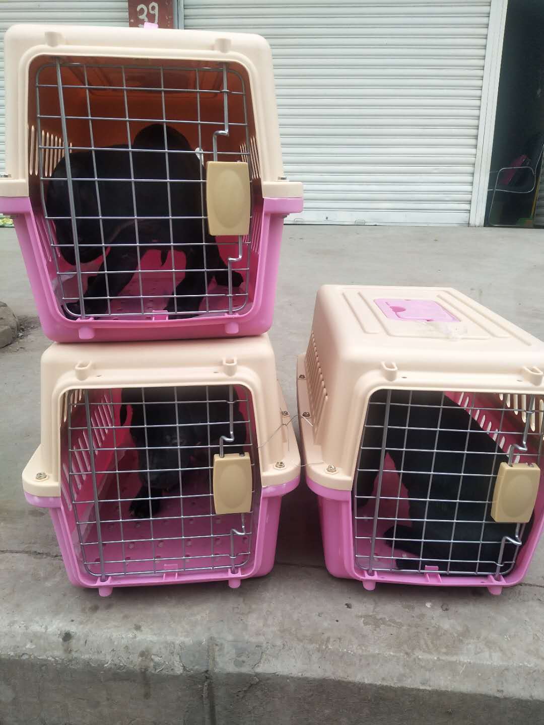 达州宠物托运 四川宠物托运 达州至全国各地宠物托运 达州到上海宠物托运 达州到上海宠物空运图片