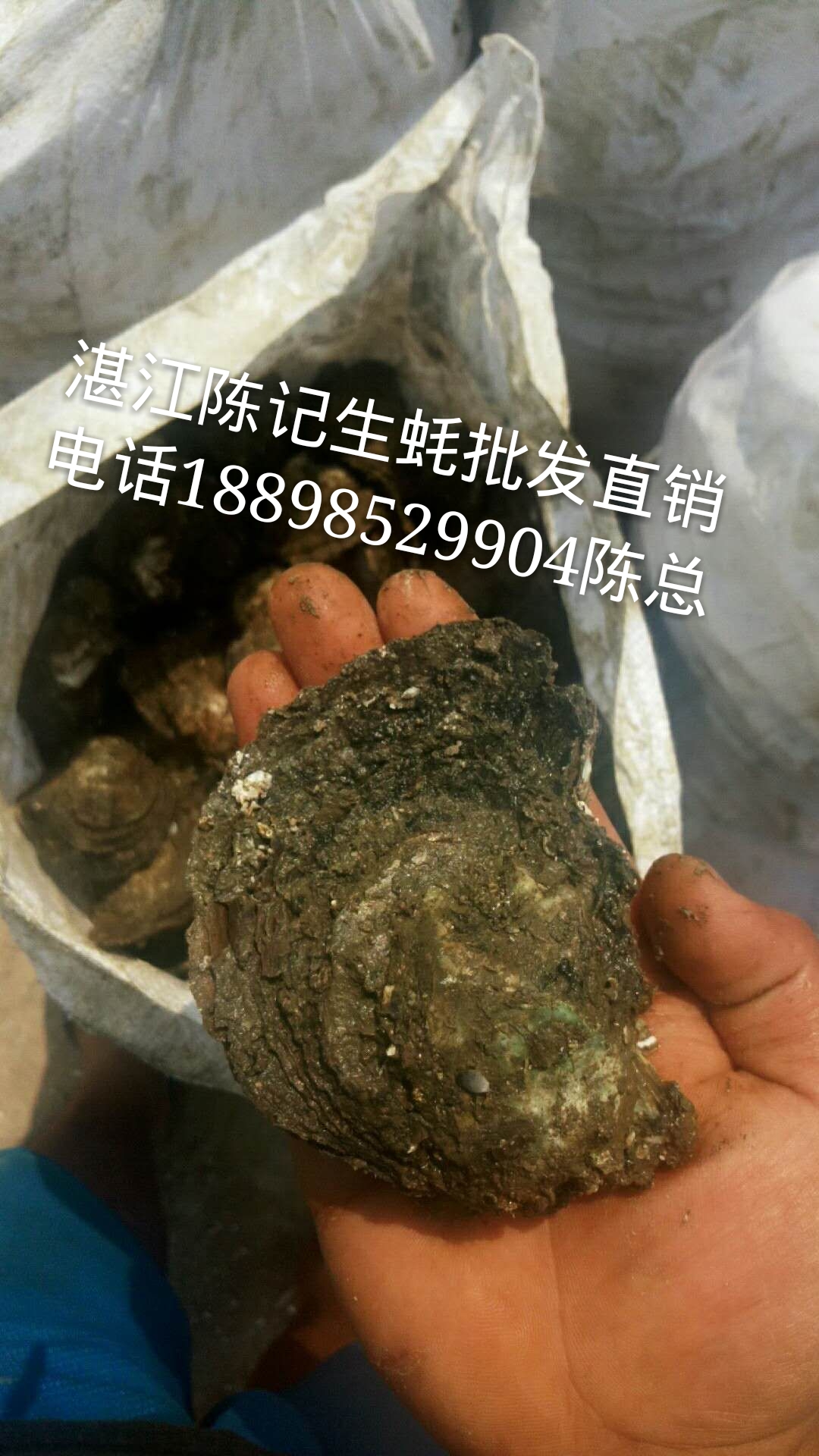 广州生蚝批发 湛江生蚝批发