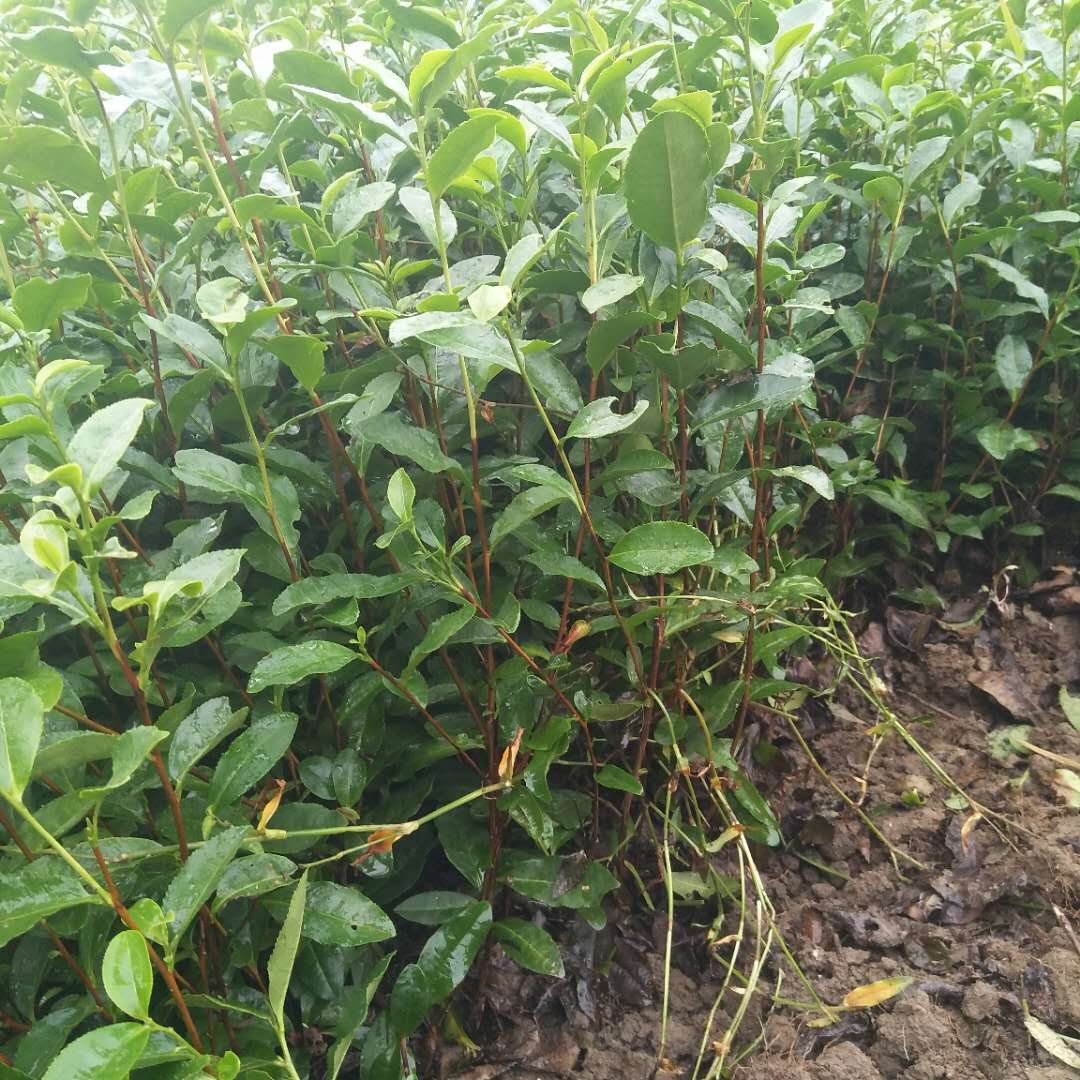 海南大叶种茶苗种植基地批发