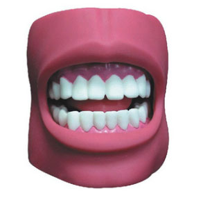 BZ-KQ050上海柏州牌高级 高级口腔清洁模型（带脸颊）图片