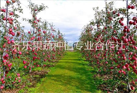 特色果树苗红肉苹果盆栽地栽美化庭院红色之爱图片