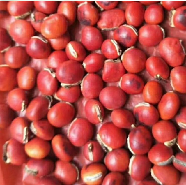 鄂西红豆树 鄂西红豆树种子 鄂西红豆树种子价格鄂西红豆树种子多少钱鄂西红豆树种子优质供应