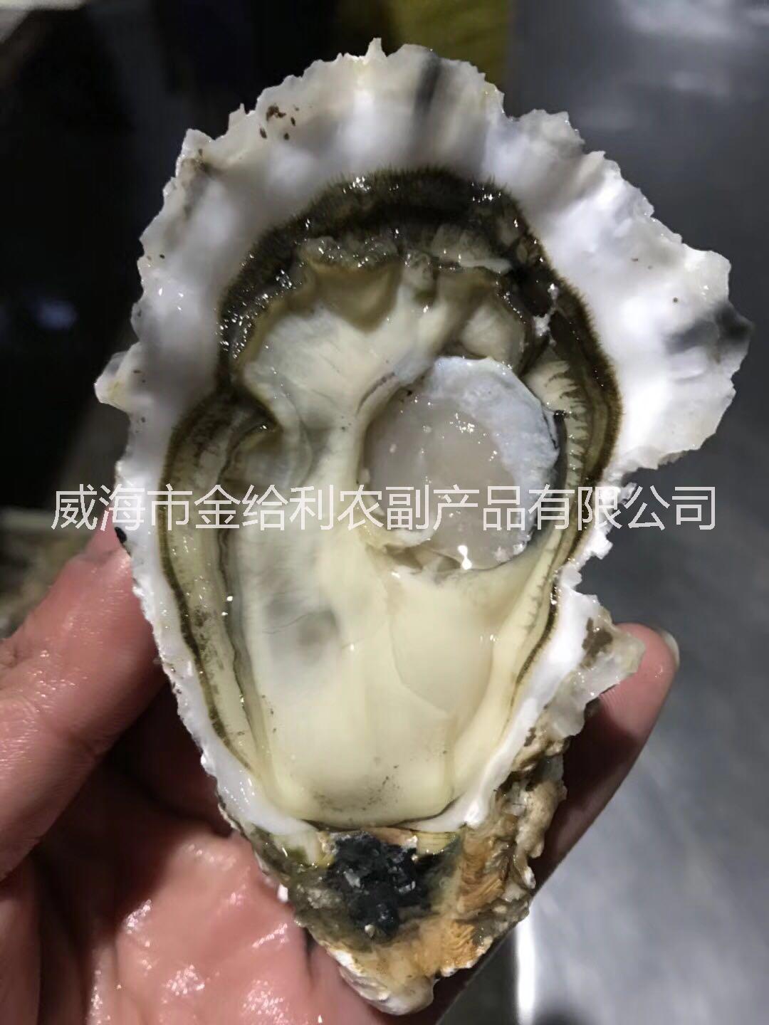 上海生蚝价格 鲜活乳山牡蛎货源