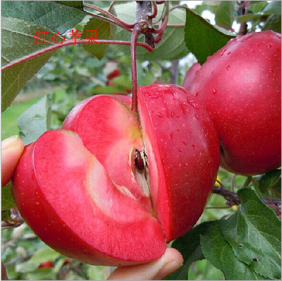 泰安瑞士红肉苹果树苗 泰安水果树苗 泰安苹果树苗 泰安水果树苗盆栽 红色之爱119-06苹果树苗价格