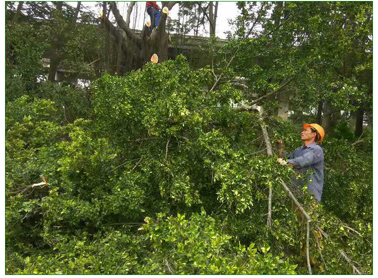 广州专业伐树施工队承接园林街道树木修枝小区危树砍伐处理工程